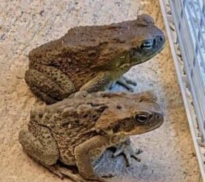 The Hidden Meaning Behind the Toad in Your Home—and Why You Should Think Twice Before Shooing It Away