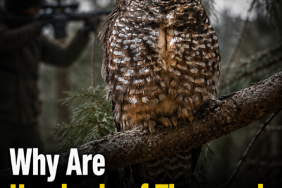 Why Are Hundreds of Thousands of Owls Being Targeted?